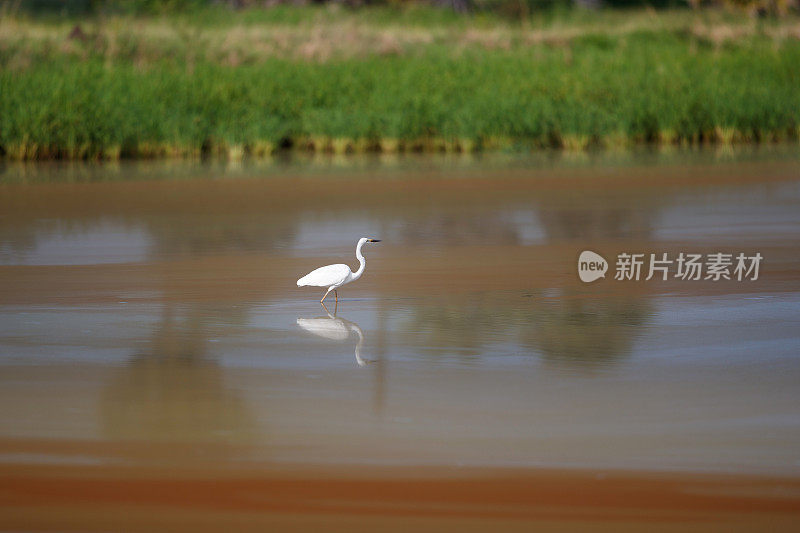 水鸟:成年大白鹭(Ardea alba)，繁殖期羽毛又称普通白鹭、大白鹭或大白鹭或大白鹭。